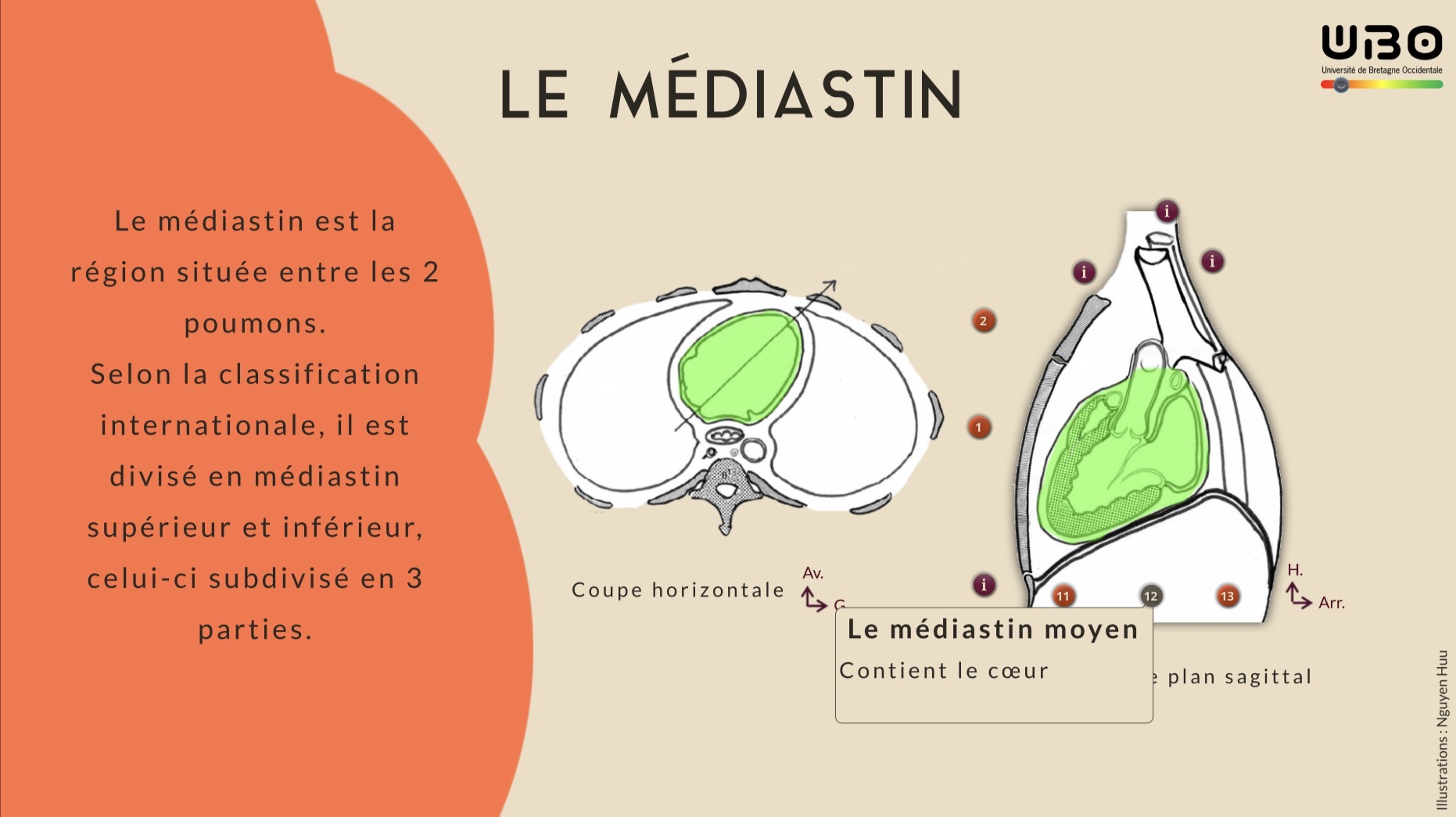 Annexe Médiastin moyen.jpeg